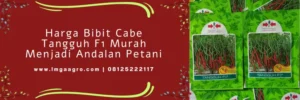 cabe tangguh, harga benih cmk tangguh, harga benih cabe, benih cabe tangguh f1, Lmga Agro