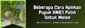 Budidaya melon, pupuk kno putih, fungsi kno3, kno3 pak tani, cara aplikasi pupuk kno3 putih, Lmga Agro