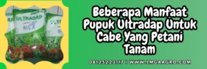 Ultradap kandungan, kandungan ultradap, manfaat ultradap untuk cabe, budidaya cabe, budidaya cabai, Lmga Agro