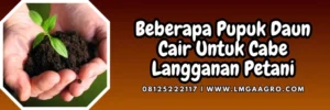Pupuk untuk cabe baru tanam, pemupukan cabe, pupuk cabe, budidaya cabe, pupuk daun cair untuk cabe, Lmga Agro