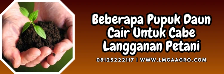 Jual Pupuk Daun Cabe Berkualitas Dan Harga Murah | Lmga Agro Pupuk untuk cabe baru tanam, pemupukan cabe, pupuk cabe, budidaya cabe, pupuk daun cair untuk cabe, Lmga Agro