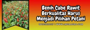 Cara menanam cabai, cara menanam cabe rawit di sawah, budidaya cabe, budidaya cabe rawit, pembibitan cabe, Lmga Agro