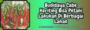 Benih cabe keriting terbaik, budidaya cabe, pohon cabe, keunggulan cabe tangguh f1, tanam cabai, bibit cabe tangguh f1, Lmga Agro