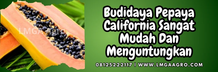 Jual Benih Pepaya California Harga Terjangkau | Lmga Agro Budidaya pepaya, benih pepaya california f1 panah merah, kandungan pepaya, buah pepaya, buah kates, Lmga Agro