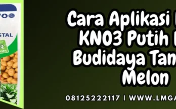 Budidaya melon, pupuk kno putih, fungsi kno3, kno3 pak tani, cara aplikasi pupuk kno3 putih, Lmga Agro