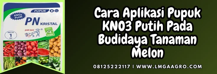 Budidaya melon, pupuk kno putih, fungsi kno3, kno3 pak tani, cara aplikasi pupuk kno3 putih, Lmga Agro