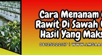 Cara Menanam Cabe Rawit Di Sawah Untuk Hasil Yang Maksimal