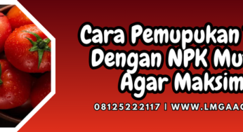 Cara Pemupukan Tomat Dengan NPK Mutiara Agar Maksimal