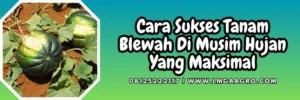 Blewah buah, budidaya blewah, tanam blewah di musim hujan, blewah termasuk jenis tanaman, daun blewah, Lmga Agro