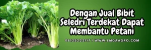 Bibit seledri, harga bibit seledri, kebun seledri, jual bibit seledri terdekat, jenis seledri, Lmga Agro