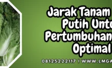 Budidaya sawi, cara tanam sawi, cara menanam sawi, pohon sawi putih, jarak tanam sawi putih, Lmga Agro
