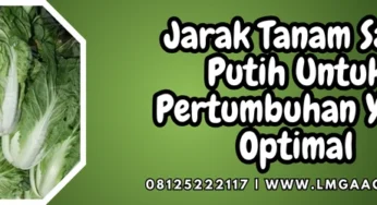 Jarak Tanam Sawi Putih Untuk Pertumbuhan Yang Optimal