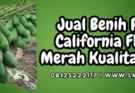 Budidaya pepaya, benih pepaya california f1 panah merah, kandungan pepaya, buah pepaya, buah kates, Lmga Agro