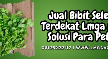 Jual Bibit Seledri Terdekat Lmga Agro Solusi Para Petani