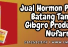 Gibgro panen, hormon pembesar batang tanaman, pupuk zpt, cara menyuburkan tanaman, pertanian, Lmga Agro