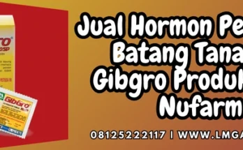 Gibgro panen, hormon pembesar batang tanaman, pupuk zpt, cara menyuburkan tanaman, pertanian, Lmga Agro