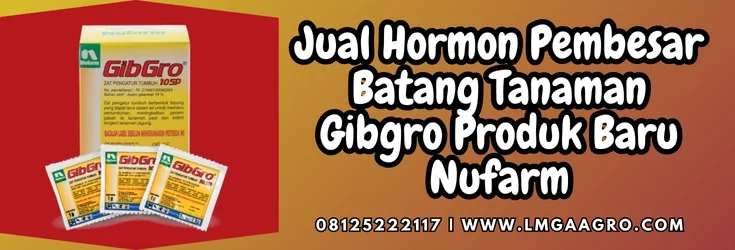 Gibgro panen, hormon pembesar batang tanaman, pupuk zpt, cara menyuburkan tanaman, pertanian, Lmga Agro