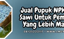 Budidaya sawi, pemupukan sawi, pupuk untuk sawi, jarak tanam sawi, menanam sawi, Lmga Agro