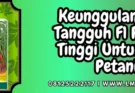 Benih cabe keriting terbaik, budidaya cabe, pohon cabe, keunggulan cabe tangguh f1, tanam cabai, bibit cabe tangguh f1, Lmga Agro