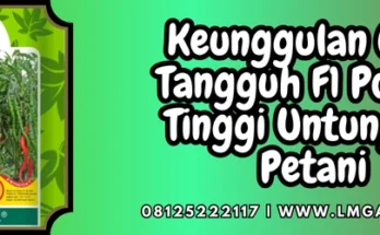 Benih cabe keriting terbaik, budidaya cabe, pohon cabe, keunggulan cabe tangguh f1, tanam cabai, bibit cabe tangguh f1, Lmga Agro