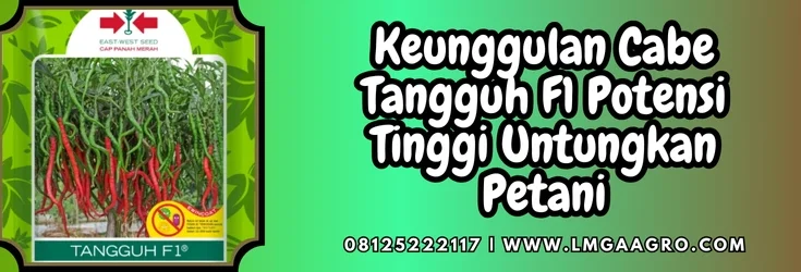 Benih cabe keriting terbaik, budidaya cabe, pohon cabe, keunggulan cabe tangguh f1, tanam cabai, bibit cabe tangguh f1, Lmga Agro