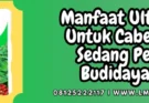 Ultradap kandungan, kandungan ultradap, manfaat ultradap untuk cabe, budidaya cabe, budidaya cabai, Lmga Agro