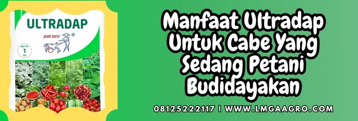 Ultradap kandungan, kandungan ultradap, manfaat ultradap untuk cabe, budidaya cabe, budidaya cabai, Lmga Agro