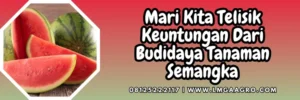 Cara menanam semangka agar buahnya besar, budidaya semangka, cara menanam semangka, musim berbuah semangka, umur panen semangka, lmga agro