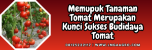 Budidaya tomat, pupuk tomat, takaran pupuk npk, cara pemakaian pupuk npk, cara pemupukan tomat dengan npk mutiara, Lmga Agro