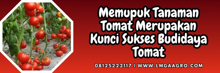 Jual Pupuk NPK Mutiara Dengan Harga Terjangkau | Lmga Agro Budidaya tomat, pupuk tomat, takaran pupuk npk, cara pemakaian pupuk npk, cara pemupukan tomat dengan npk mutiara, Lmga Agro