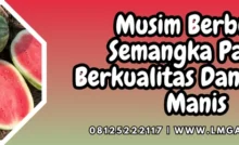 Cara menanam semangka agar buahnya besar, budidaya semangka, cara menanam semangka, musim berbuah semangka, umur panen semangka, lmga agro