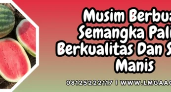 Musim Berbuah Semangka Paling Berkualitas Dan Sangat Manis