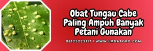 Budidaya tanaman, bahan aktif akarisida terbaik, akarisida terbaik, insektisida akarisida, pestisdia untuk hama tungau, Lmga Agro