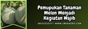 Budidaya melon, pupuk kno putih, fungsi kno3, kno3 pak tani, cara aplikasi pupuk kno3 putih, Lmga Agro