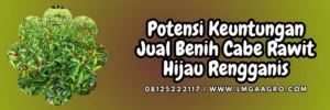 Tanam cabai, pohon cabe, tanaman cabe, bibit cabe rawit hijau rengganis, jual bibit cabe rawit, Lmga Agro