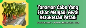 Ultradap kandungan, kandungan ultradap, manfaat ultradap untuk cabe, budidaya cabe, budidaya cabai, Lmga Agro