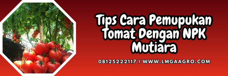 Jual Pupuk NPK Mutiara Dengan Harga Terjangkau | Lmga Agro Budidaya tomat, pupuk tomat, takaran pupuk npk, cara pemakaian pupuk npk, cara pemupukan tomat dengan npk mutiara, Lmga Agro