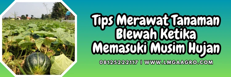 Jual Benih Blewah Berkualitas Tinggi Harga Murah | Lmga Agro Blewah buah, budidaya blewah, tanam blewah di musim hujan, blewah termasuk jenis tanaman, daun blewah, Lmga Agro