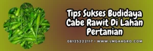 Tanam cabai, pohon cabe, tanaman cabe, bibit cabe rawit hijau rengganis, jual bibit cabe rawit, Lmga Agro