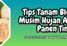 Blewah buah, budidaya blewah, tanam blewah di musim hujan, blewah termasuk jenis tanaman, daun blewah, Lmga Agro