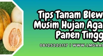 Tips Tanam Blewah Di Musim Hujan Agar Hasil Panen Tinggi