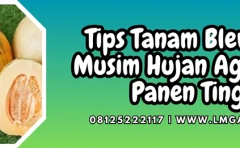 Blewah buah, budidaya blewah, tanam blewah di musim hujan, blewah termasuk jenis tanaman, daun blewah, Lmga Agro