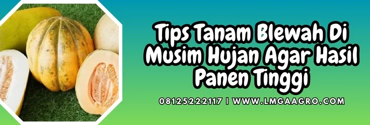 Blewah buah, budidaya blewah, tanam blewah di musim hujan, blewah termasuk jenis tanaman, daun blewah, Lmga Agro
