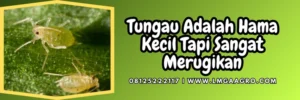 Insektisida akarisida, akarisida terbaik, merek dagang bahan aktif piridaben, insektisida pirdaben, bahan aktif akarisida, Lmga Agro