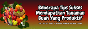 Tanaman buah, budidaya, jual bibit buah, bibit tanaman buah terdekat, pohon buah, Lmga Agro