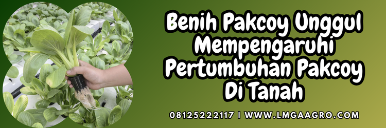 Jual Benih Pakcoy Kualitas Unggulan | Lmga Agro pohon pakcoy, manfaat pakcoy, panen pakcoy, cara menanam pakcoy di tanah, pakcoy hidroponik, Lmga Agro