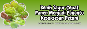 Budidaya tanaman sayur, sayur hijau, jenis sayuran, macam sayuran, budidaya sayuran umur pendek, menanam sayuran, Lmga Agro