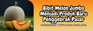 Cara menanam melon, budidaya melon, tanam melon, benih melon madu, jual bibit melon jumbo, Lmga Agro