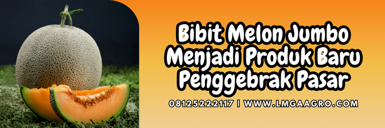 Jual Bibit Melon Jumbo Produk Baru Harga Murah | Lmga Agro Cara menanam melon, budidaya melon, tanam melon, benih melon madu, jual bibit melon jumbo, Lmga Agro