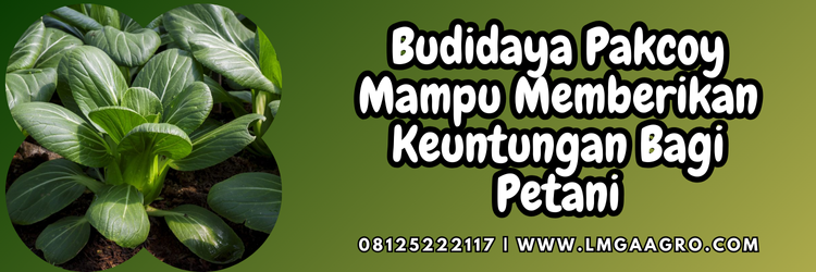 Jual Benih Pakcoy Kualitas Unggulan | Lmga Agro pohon pakcoy, manfaat pakcoy, panen pakcoy, cara menanam pakcoy di tanah, pakcoy hidroponik, Lmga Agro